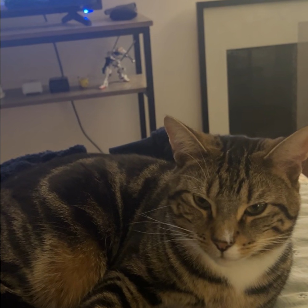 Meet your Posher, Aisha